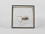 a close up of a bug in a glass frame on a white surface