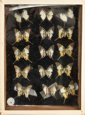 une photo d'une collection de papillons de nuit présentée dans un cadre en bois