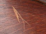 a close up of a piece of wood on a table