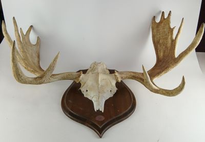 un crâne de cerf accroché au mur d'une pièce