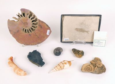une petite boîte contenant des coquillages et d'autres objets, posée sur une surface blanche