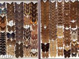 many different colored feathers on display in a display case