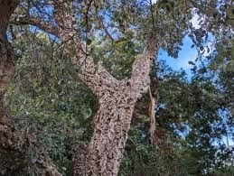 Destockage & Invendus