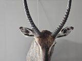 a antelope head mounted on a wall in a room