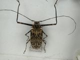 a bug that is sitting on the wall next to other bugs