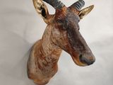 a brown and black antelope head mounted on a white wall