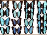 blue and black butterflies are displayed in a wooden frame