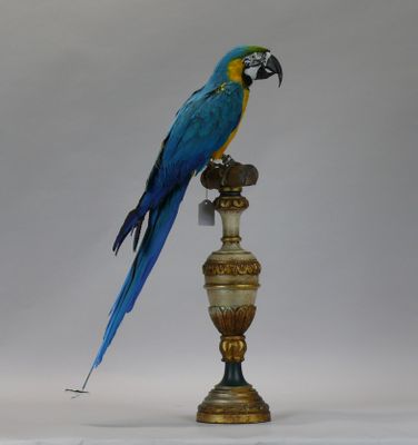 a blue and yellow parrot sitting on top of a lamp
