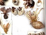 many different types of squids displayed in a display case
