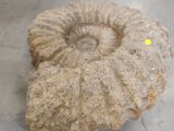 a fossil in the middle of the floor with a yellow dot in the middle