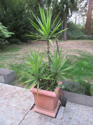 une plante posée dans un pot posé par terre