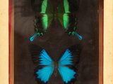 two blue and green butterflies in a glass frame on display