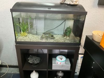 un chat assis sur un aquarium dans une pièce