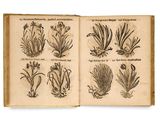 un livre ouvert sur lequel figurent des dessins de plantes et de fleurs