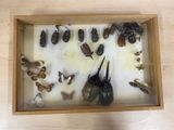 a lot of bugs in a wooden box on a table