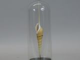a glass cloche with a shell inside of it