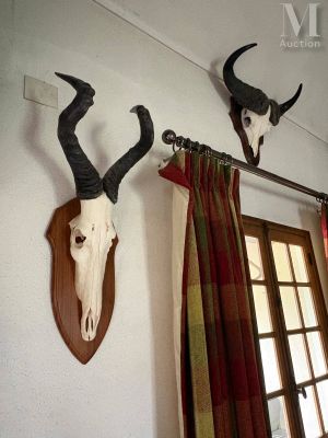 Ensemble de 7 massacres d’antilopes africaines diverses