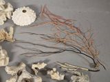 a lot of different types of corals on the table