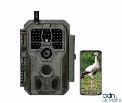 une image représentant un oiseau à côté d'un téléphone portable