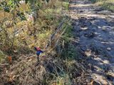 un oiseau posé au bord d'un chemin de terre