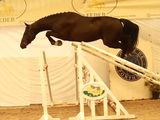 a horse that is jumping over a rail in the dirt