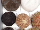 many different types of sea urchins in a box