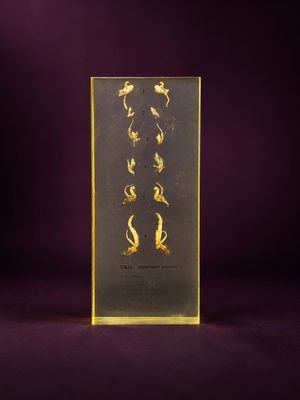 une boîte en verre contenant des fleurs dorées sur fond violet
