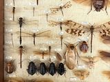 a lot of insects that are on display in a wooden frame