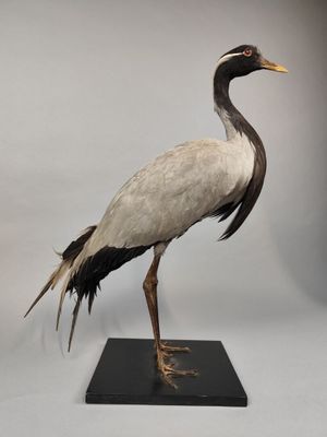 un oiseau posé sur un socle noir