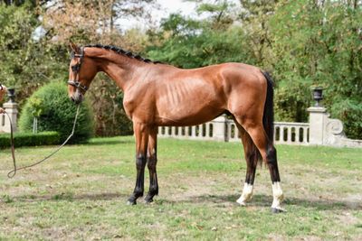 a brown horse that is standing in the grass