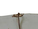 a small piece of rust on the side of a sink