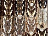 many different types of butterflies displayed on the wall