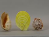 three different types of shells sitting on a table