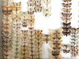 many different types of butterflies displayed in a white box