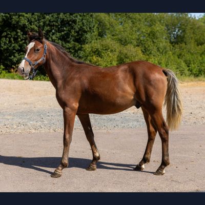 un cheval brun debout au milieu d'une route en gravier