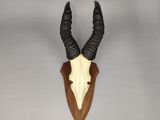 an antelope head mounted on a wooden plaque on a wall