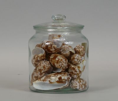 a glass jar filled with shells on a white surface