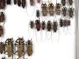 a lot of bugs that are hanging on the wall