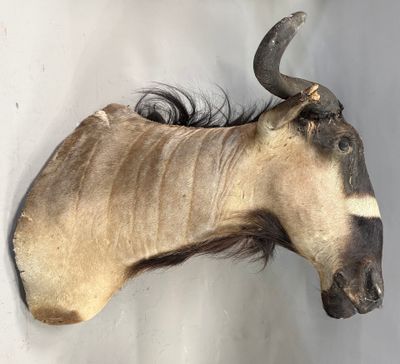 a very large animal head mounted on the wall