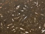 an image of a dirty floor with a bunch of dead birds on it