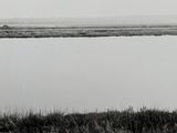 une photo en noir et blanc d'une vache au bord de l'eau