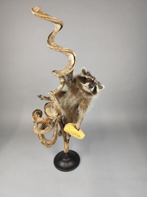 une sculpture représentant un raton laveur perché sur une branche, tenant une banane