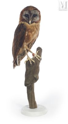 an owl that is sitting on top of a tree branch