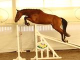 a horse that is jumping over an obstacle