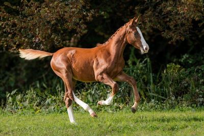 un cheval alezan qui court dans l'herbe