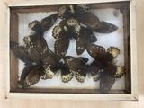 many butterflies in a wooden frame on the wall