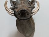 a warthog head mounted on the wall of a room
