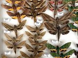 a lot of moths that are on display in a white box