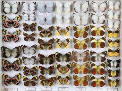de nombreux types de papillons différents présentés dans une vitrine