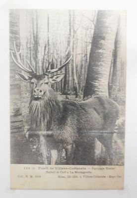 une vieille photo en noir et blanc représentant un cerf dans les bois